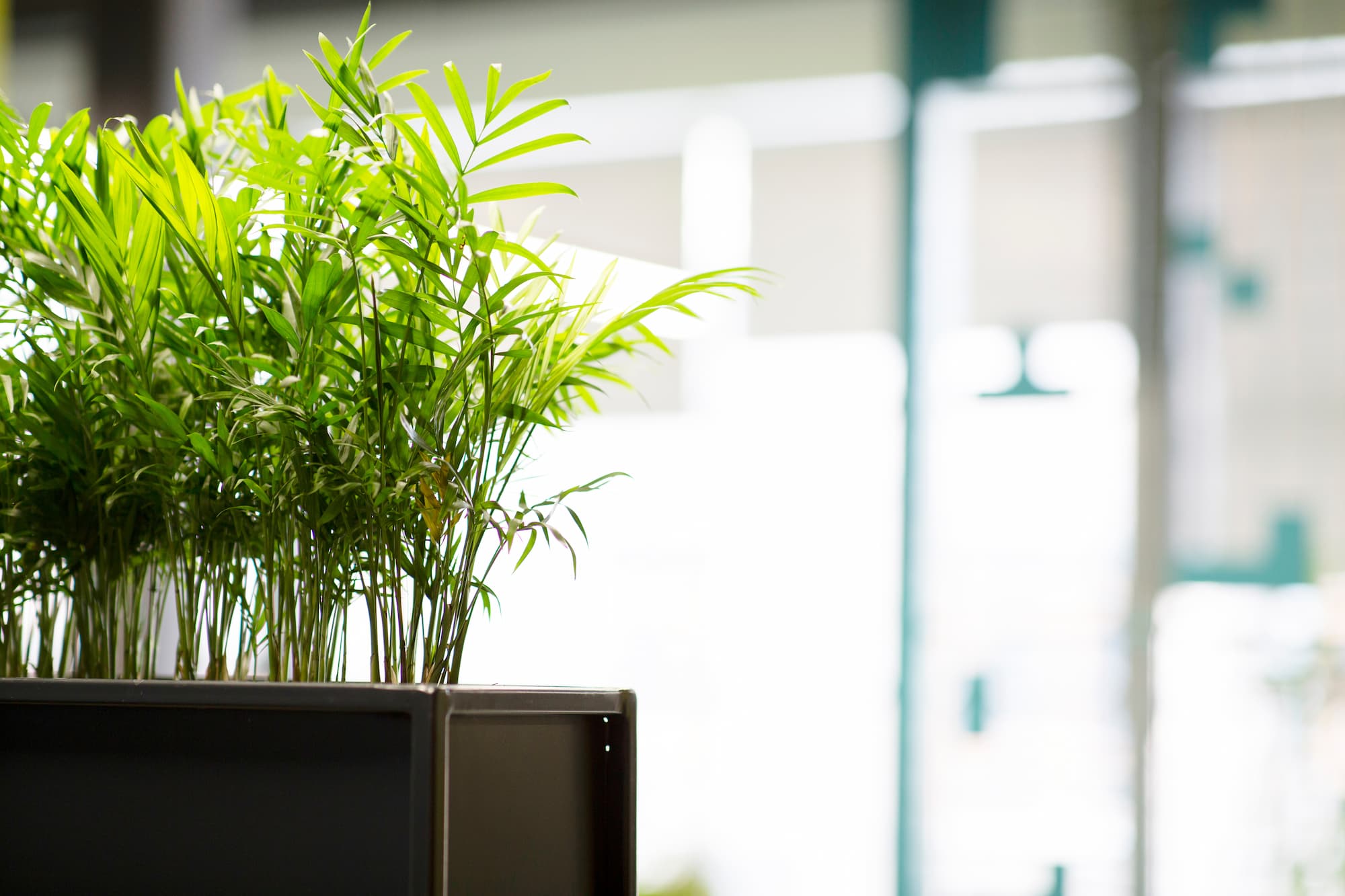 Comment utiliser les plantes pour am&eacute;liorer l’environnement de travail ? Cernay